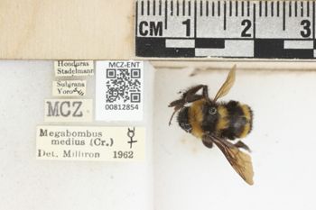 Media type: image;   Entomology 812854 Aspect: labels